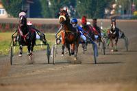 Horse Racing / Praha Chuchle 3